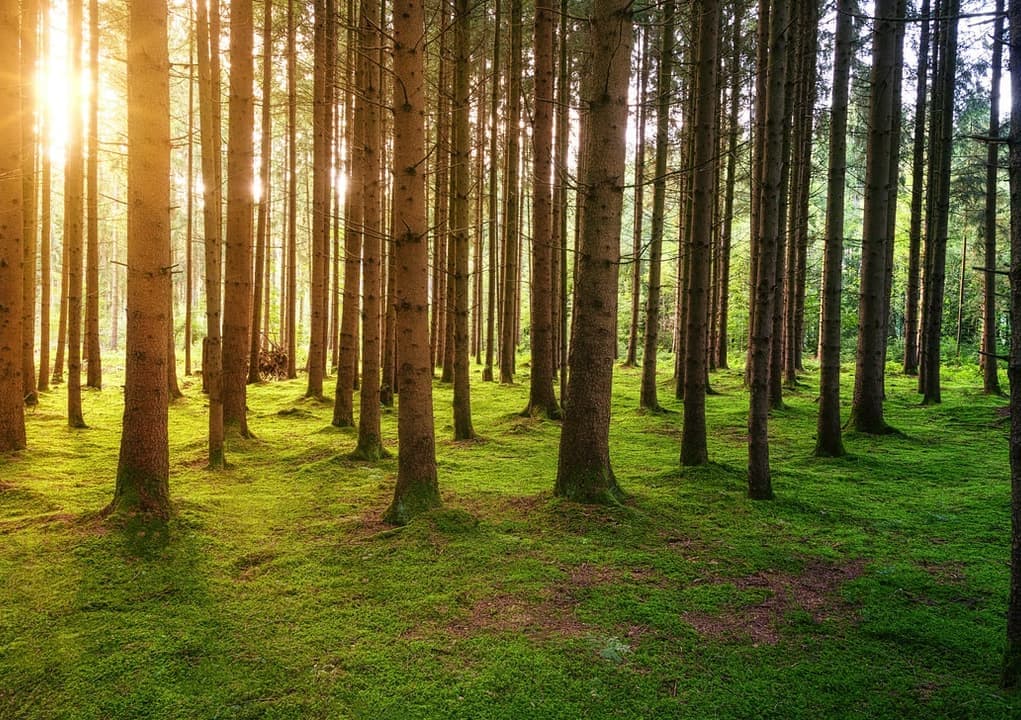 エコロジーソリューション